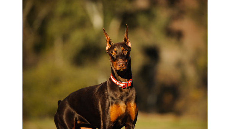 Portrait Of Brown Doberman Pinscher