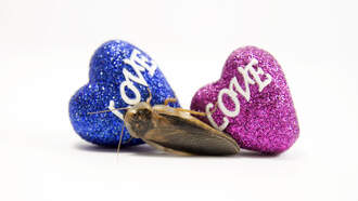 Name a Roach after your ex for Valentine's Day! 