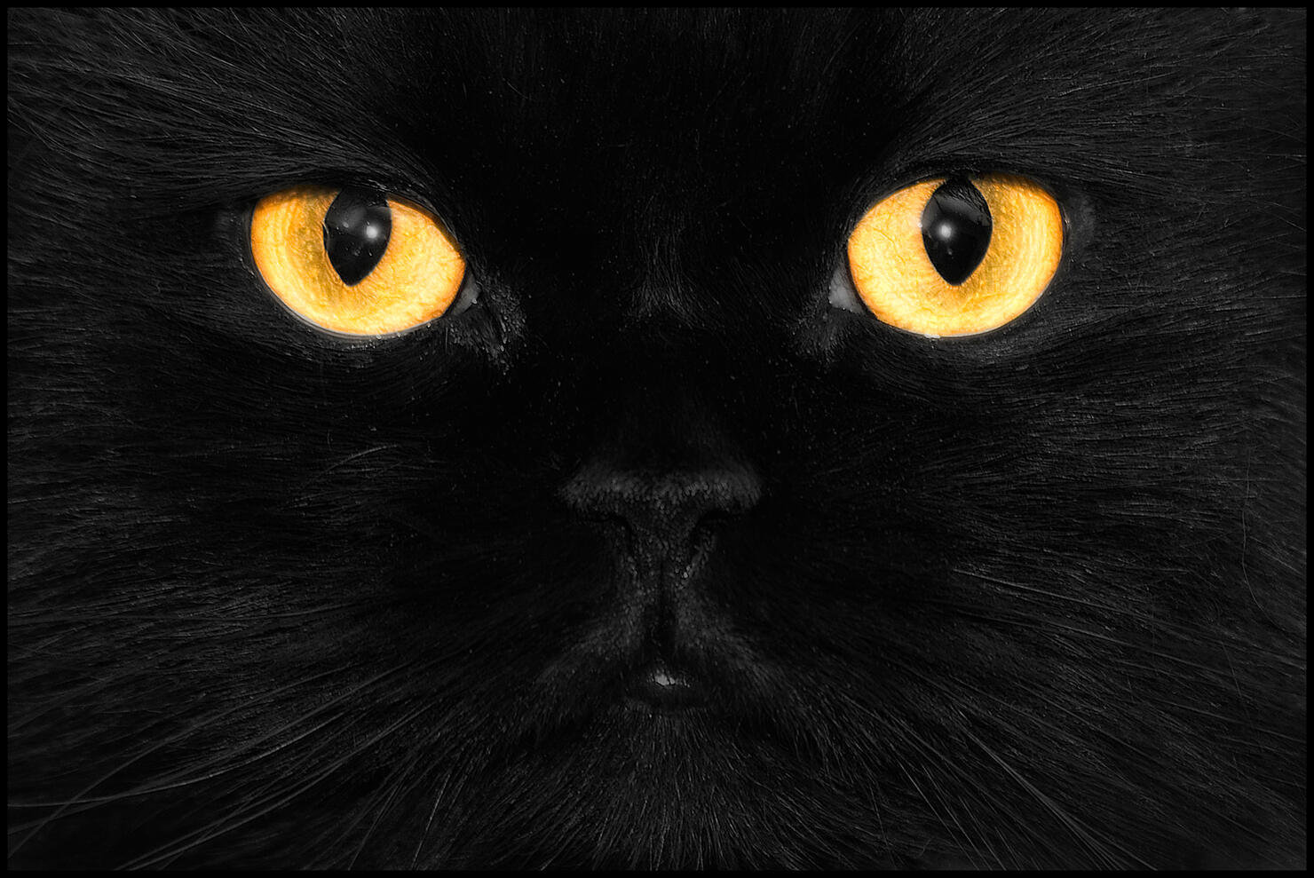 Full Frame Shot Of The Head Of A Black Cat