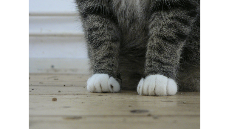 Close-up of domestic cat paws