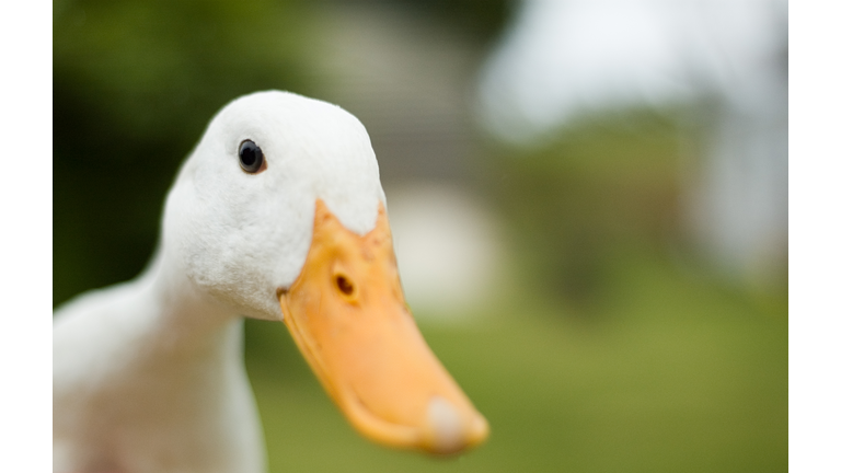 Inquisitive Duck