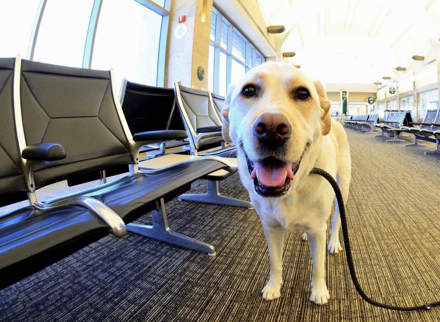 American airlines outlet dog