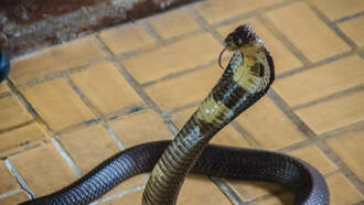 WATCH: YouTuber Creates Robot Legs For Snakes!