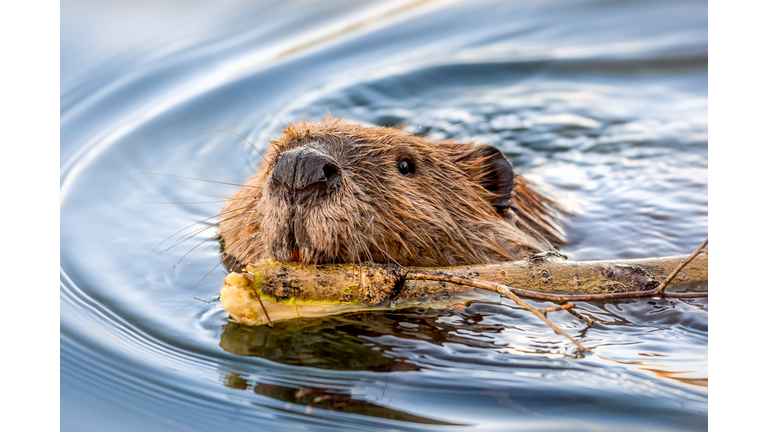 Beaver Face Swimming with Stick