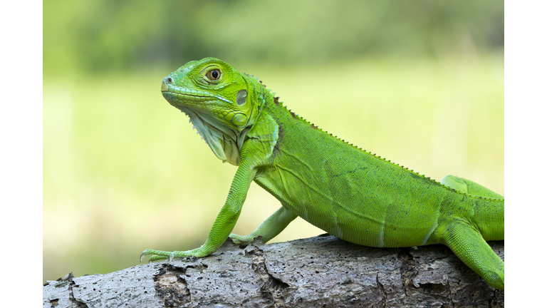 Green iguana on a branch