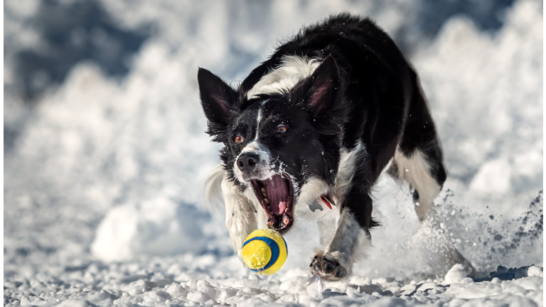 Border Collie running after tennis ball