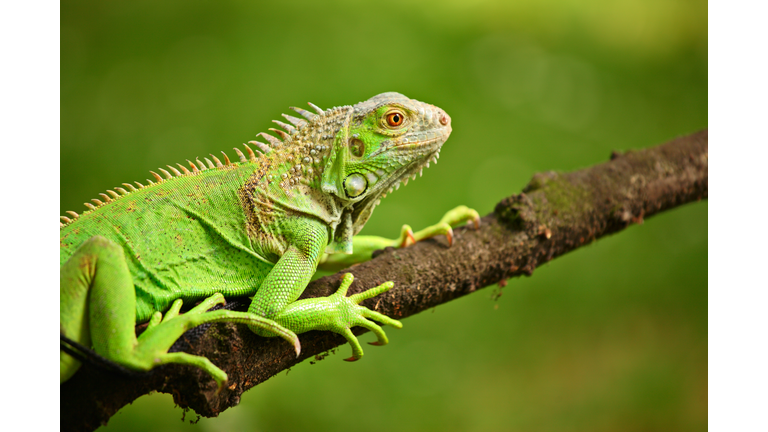 Iguana