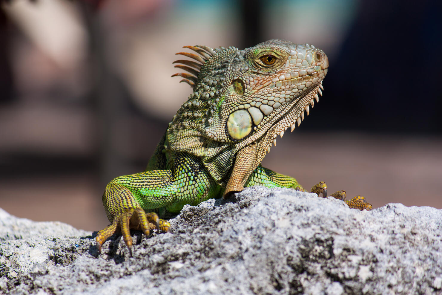 Green iguana (Iguana iguana) basking on rock, Key Largo, Florida, USA