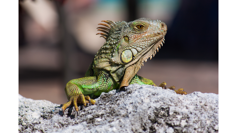 Green iguana (Iguana iguana) basking on rock, Key Largo, Florida, USA