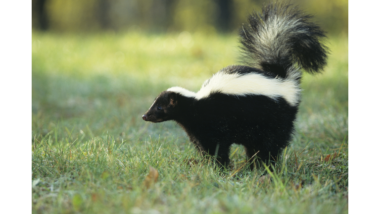 Striped skunk (Mephitis mephitis) spraying, USA