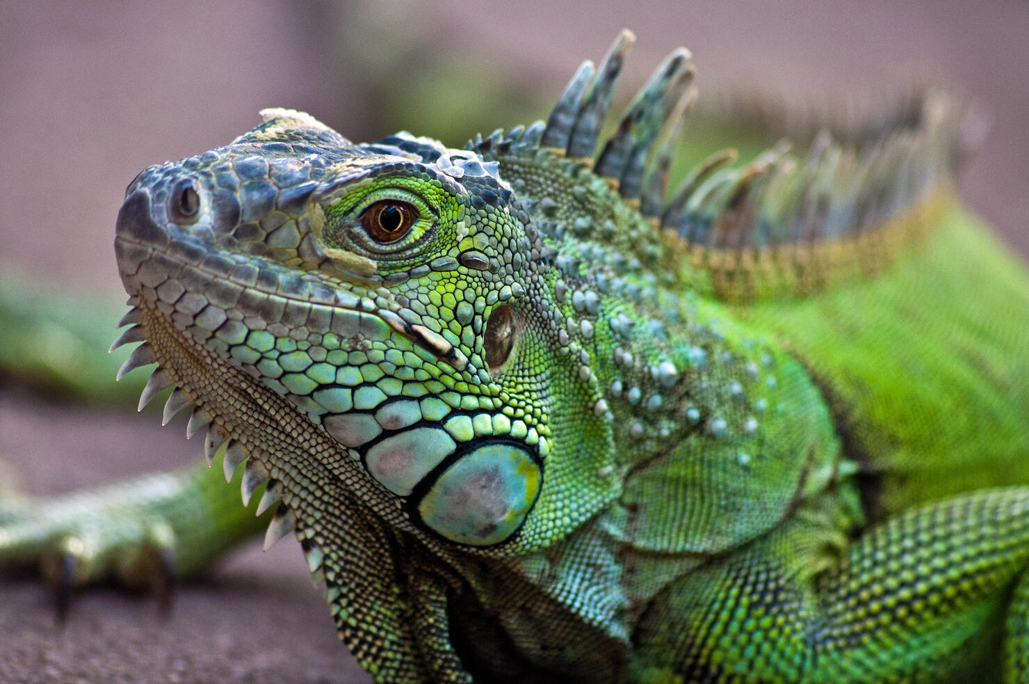 Portrait of a Iguana Lizard, western Cape, South Africa