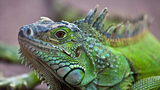 These Seven Animals Are Illegal To Have As Pets In California 