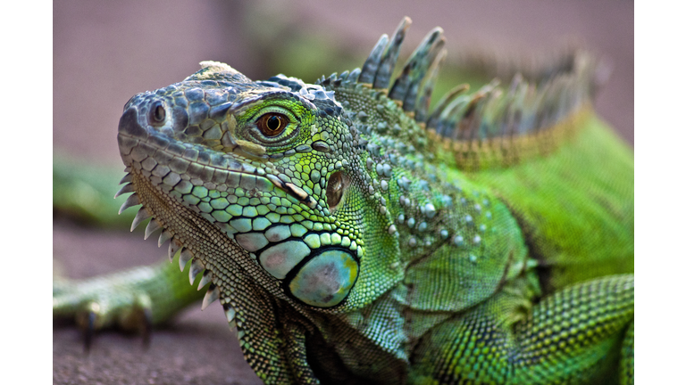 Portrait of a Iguana Lizard, western Cape, South Africa