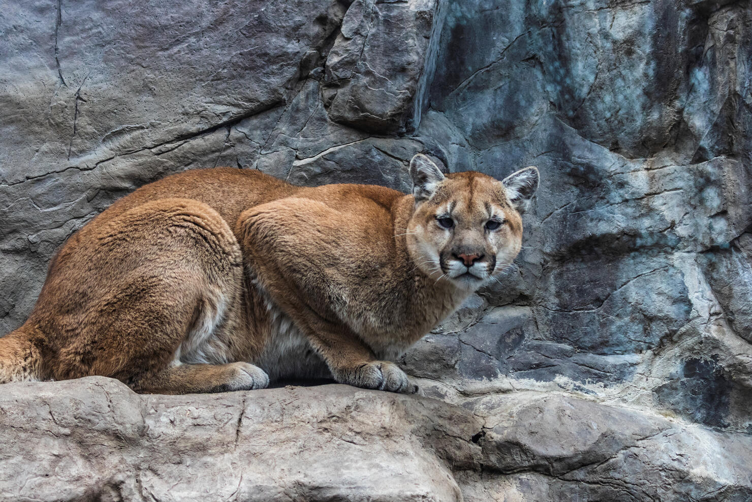 Creative Brief - Nature and Wildlife Mountain Lion