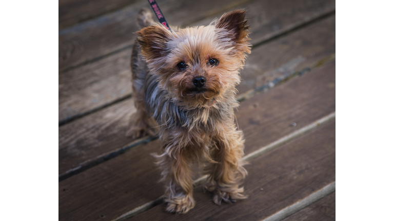 Yorkshire Terrier