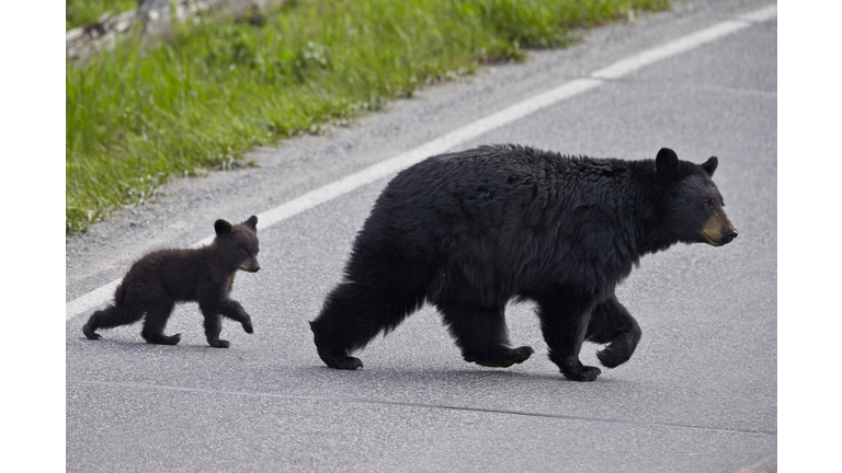 Black Bear (Ursus americanus) sow and cub-of-the-year crossing the road, Yellowstone National Park, Wyoming, USA