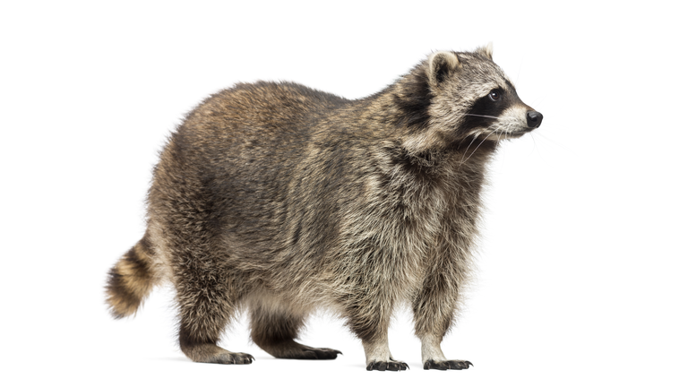 Racoon, Procyon Iotor,  standing, isolated on white