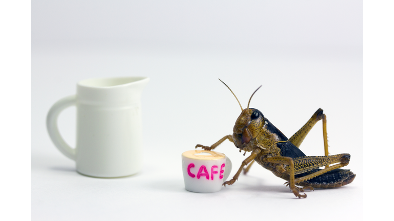 Insect drinking a cup of coffee with milk