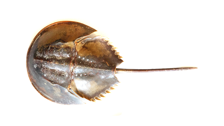 Atlantic horseshoe crab