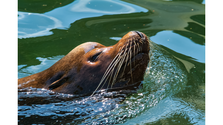 Zalophus californianus – California sea lion