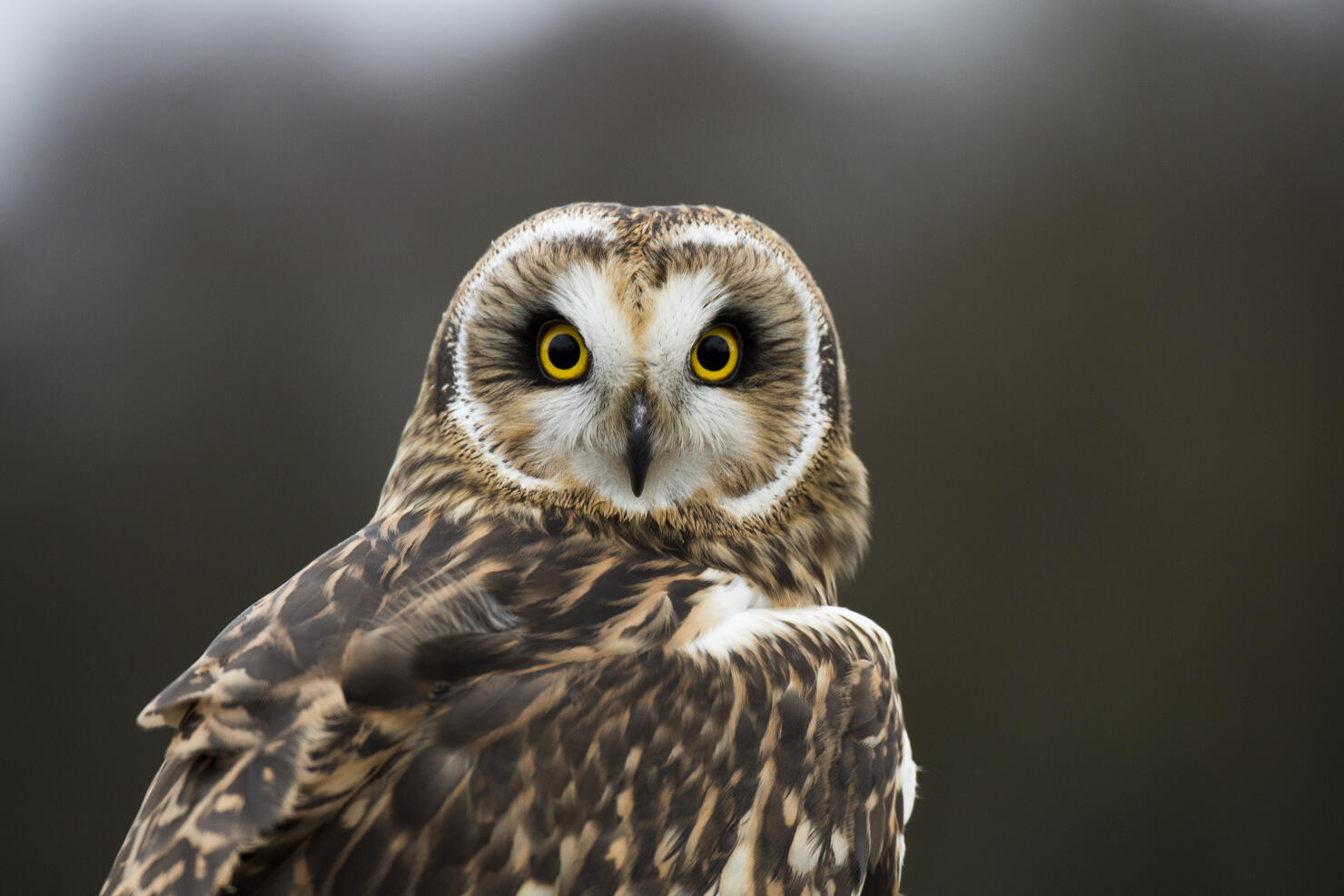 owl
