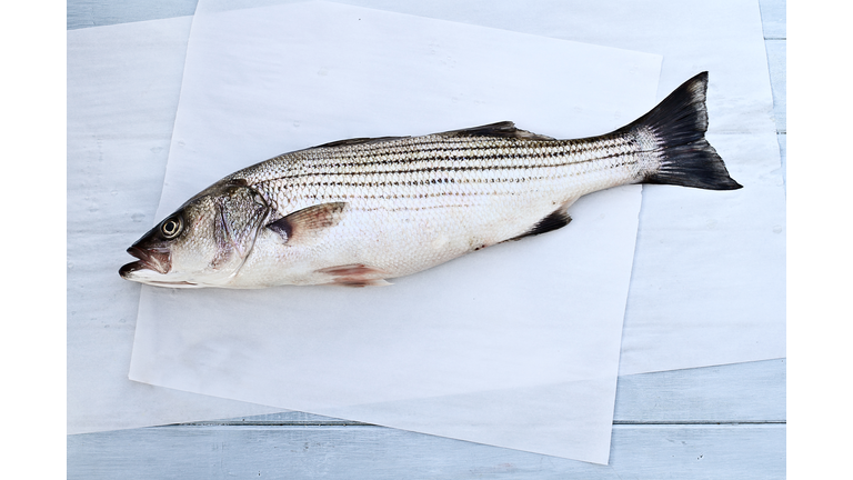 Striped Bass