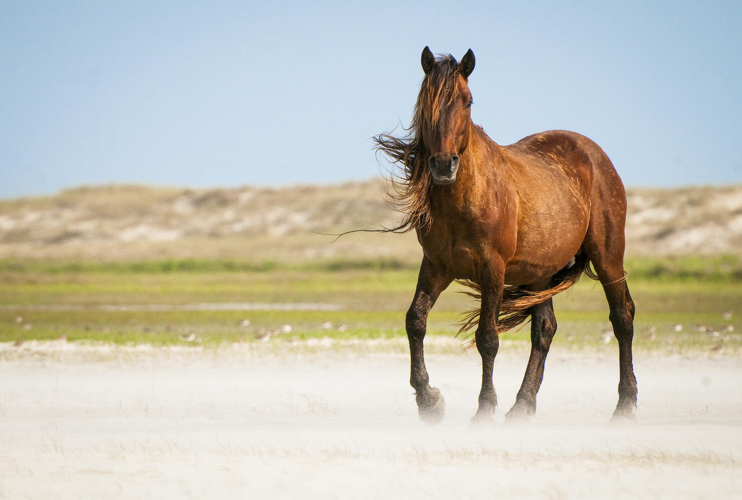 A wild horse on the Outer Banks with mane blowing in the wind