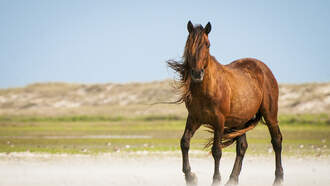 Car Collisions Almost Double In Nevada Due To Wild Horses