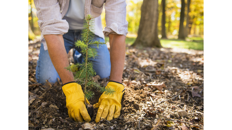 Man planting evergreen tree