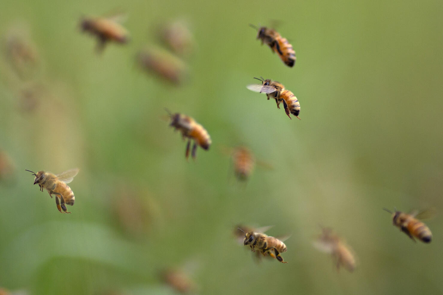 Buckfast honey bees fly near a beehive