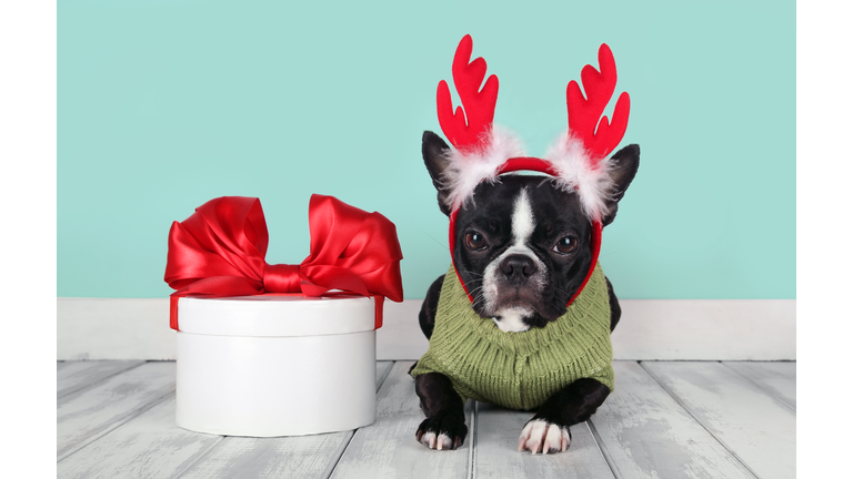 Christmas reindeer puppy