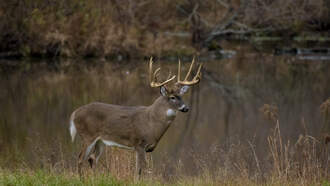 A buck tangled in a soccer net is wandering around a New Jersey town
