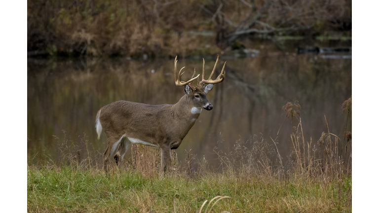 Huge 13 point Whitetail Buck during the rut