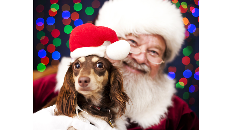 Christmas Puppy