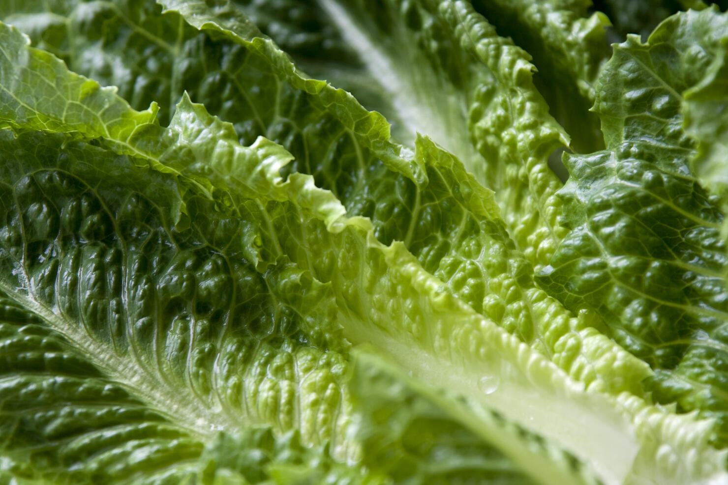 Romaine lettuce leaves