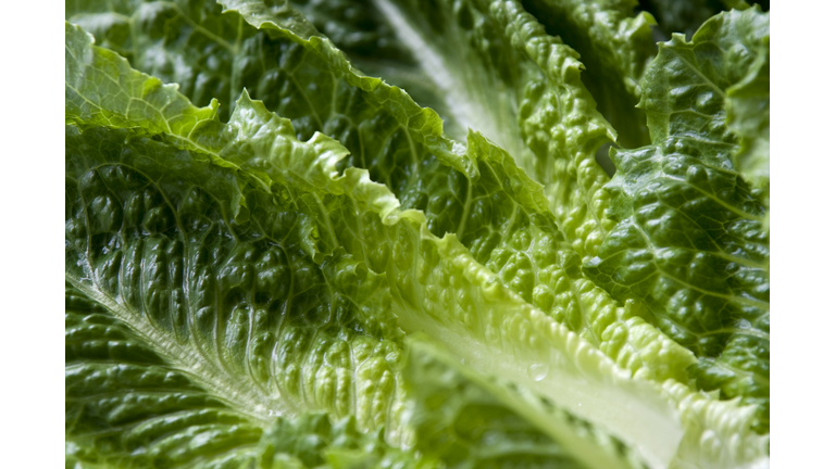 Romaine lettuce leaves
