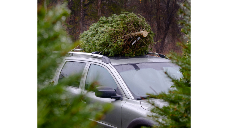 USA, New York State, Woodstock, Christmas tree on car roof