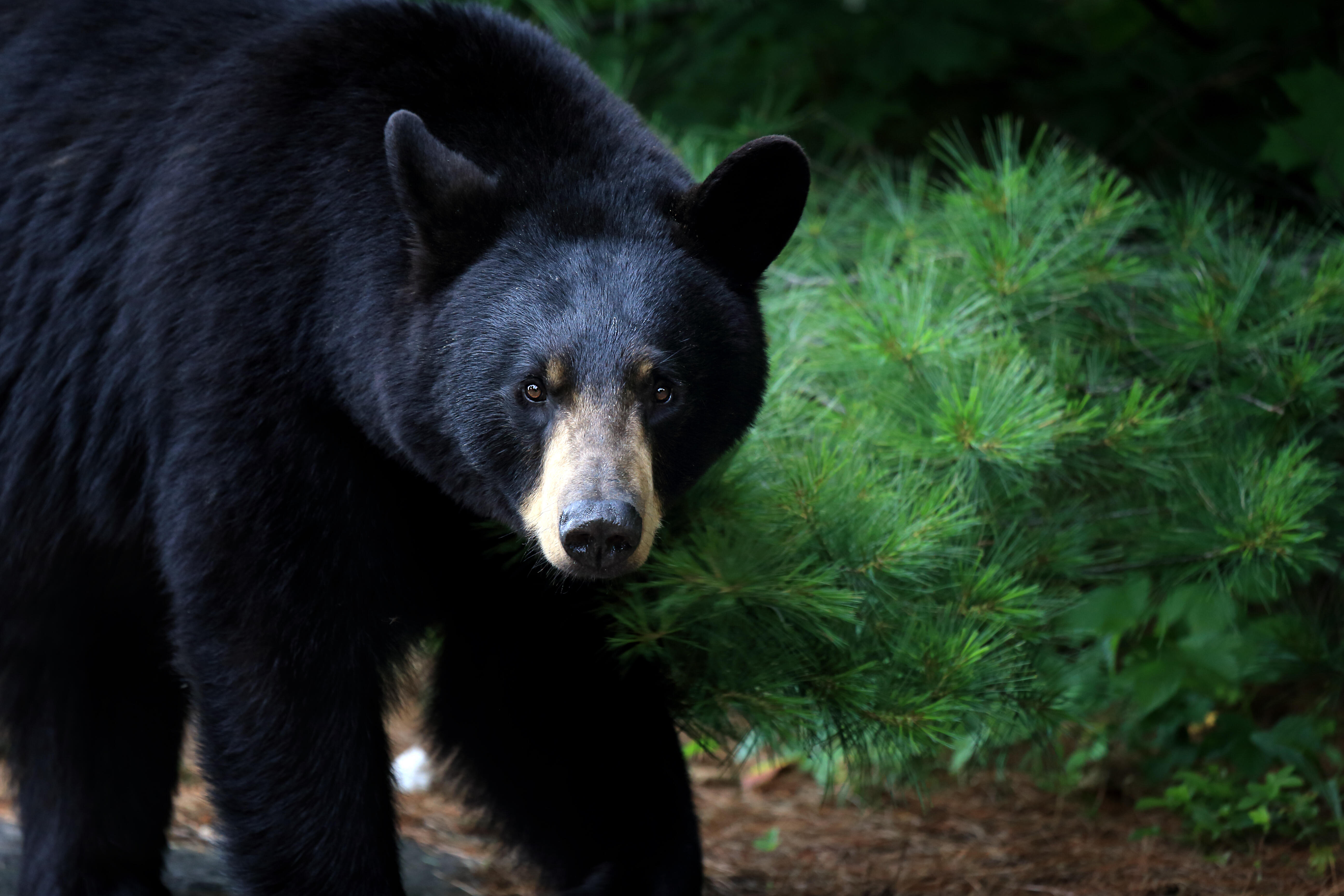 Black bear