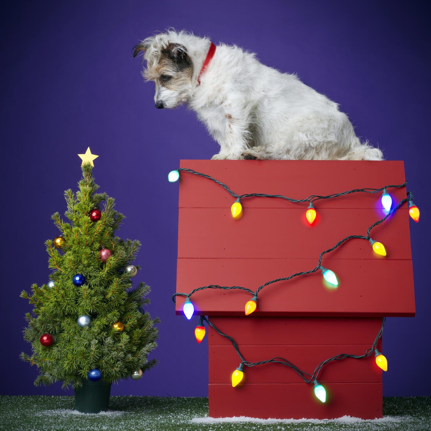 Christmas Dog 2012