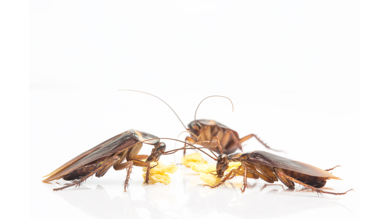 Three cockroaches eating food in kitchen background Isolated on White Background. cockroaches are also carriers of human pathogens. Side view