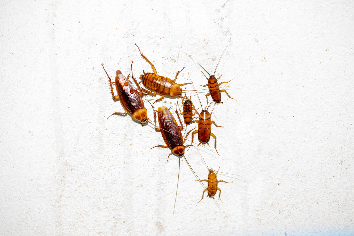 cockroach insects on white background