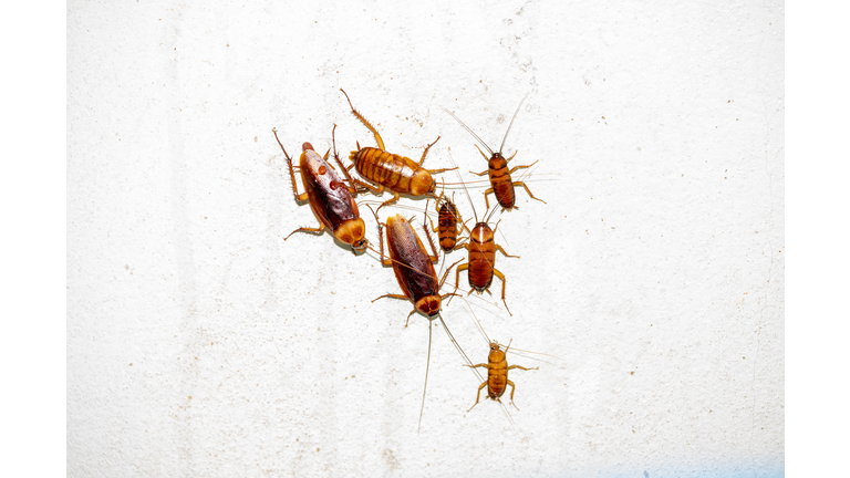 cockroach insects on white background