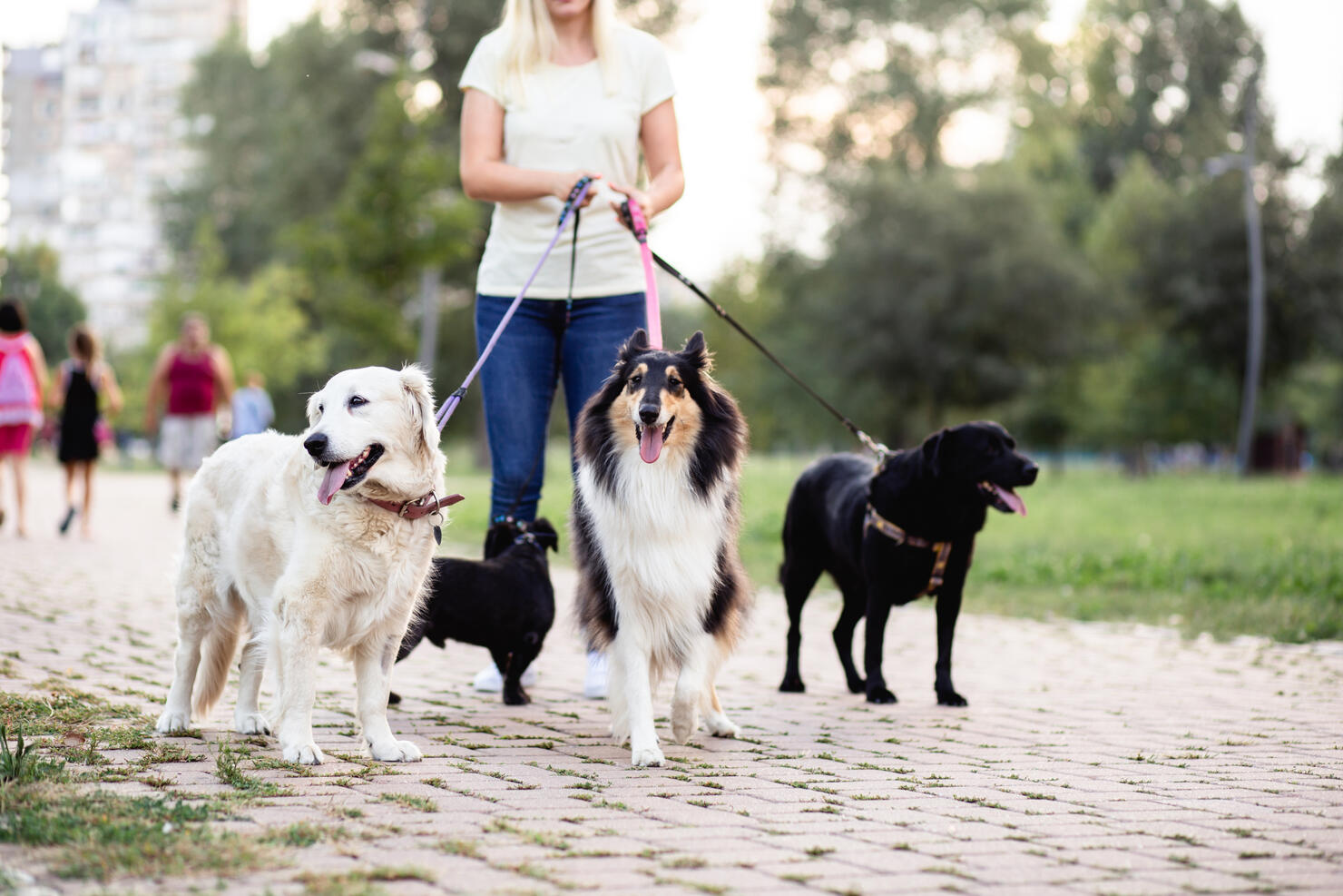 Dog walker