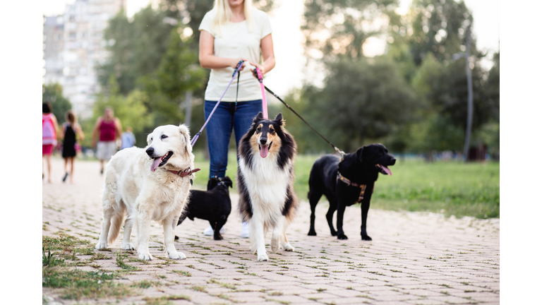 Dog walker