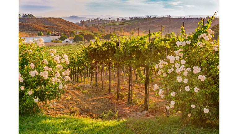 California Vineyard at Dusk with white roses (P)