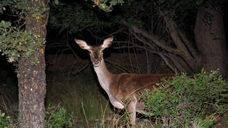 Syracuse Sets Date for Annual Deer Culling