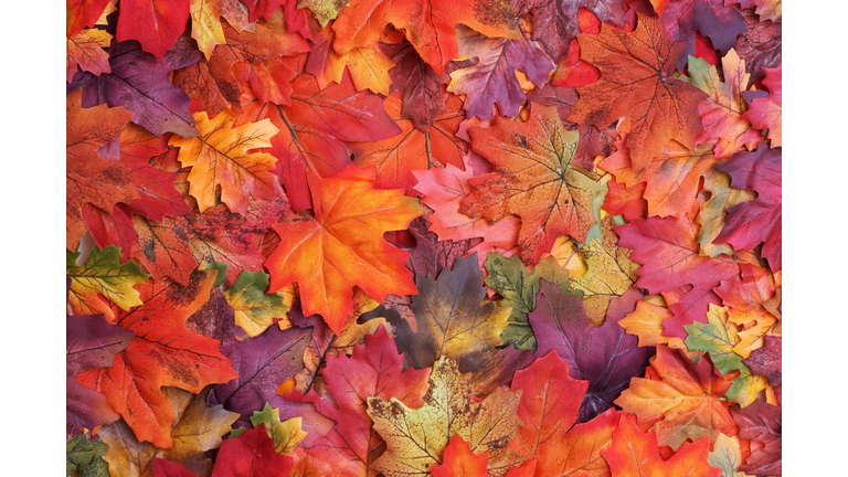 Fall Leaves