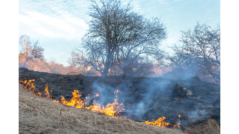 Fire in field. Burning dry grass near forest after winter