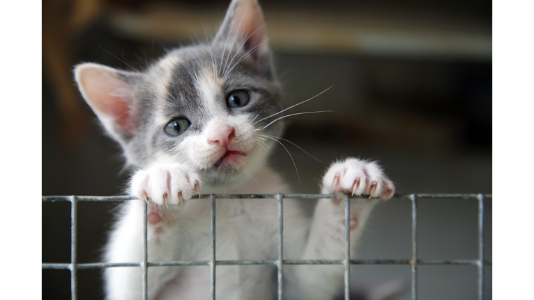 Sad looking kitten trying to climb over a wire fence