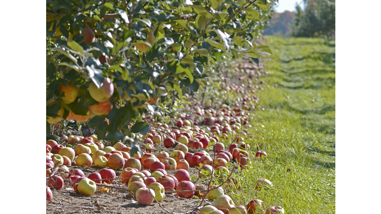 Food waste: unharvested apples